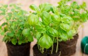 Using Herbs for Atrial Fibrillation Symptoms
